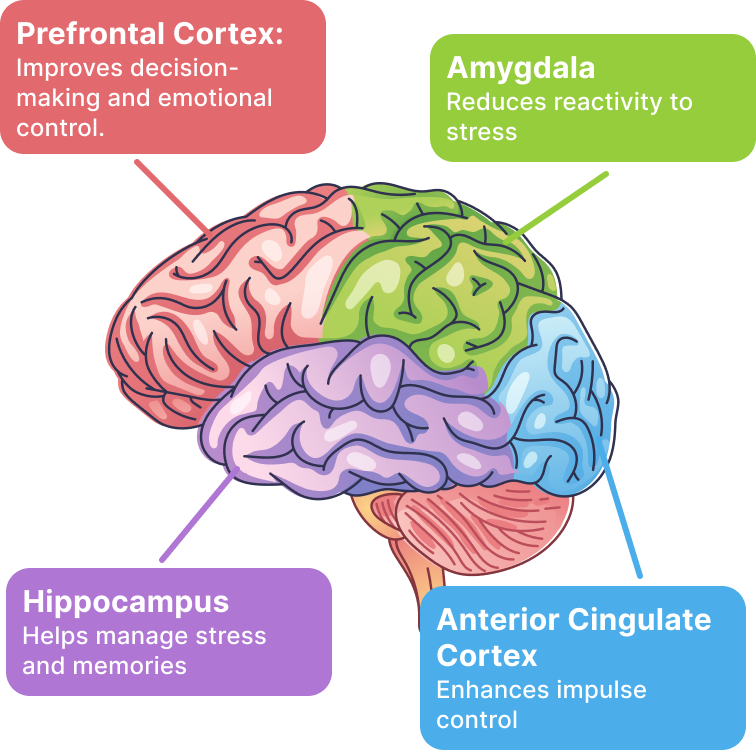 Brain illustration